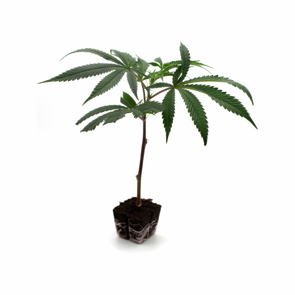 BearBush-Bear-Bush-Botanical-Collective-Cloni-Ornamentali-Supreme-Generazione-0-Ken's-Kush-(Grand-Daddy-Purp-Genetics-Cut)-1