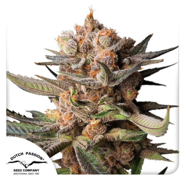 BearBush-Bear-Bush-Botanical-Collective-Dutch-Passion-Seed-Company-Auto-Frozen-Biscotti-2