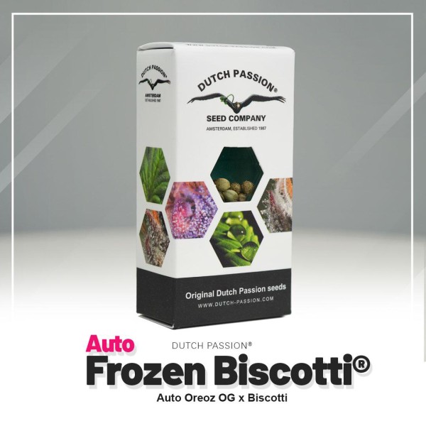 BearBush-Bear-Bush-Botanical-Collective-Dutch-Passion-Seed-Company-Auto-Frozen-Biscotti-3