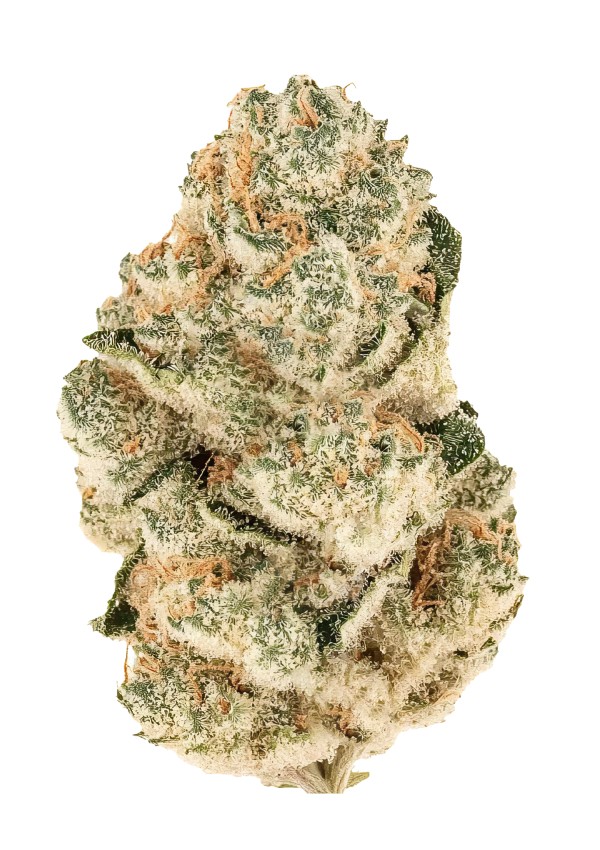 BearBush-Bear-Bush-Botanical-Collective-Fast-Buds-Gorilla-Melon-Fem-2