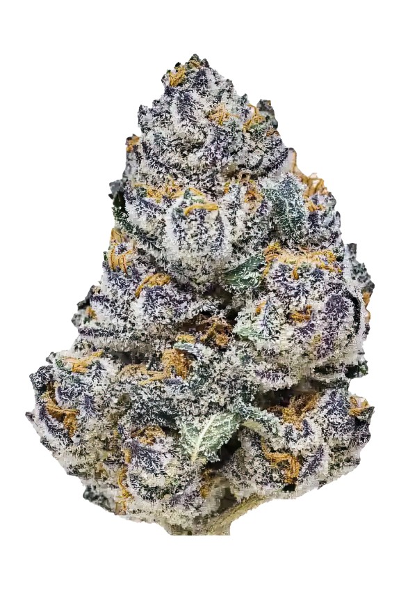 BearBush-Bear-Bush-Botanical-Collective-Fast-Buds-Rainbow-Melon-Fem-2