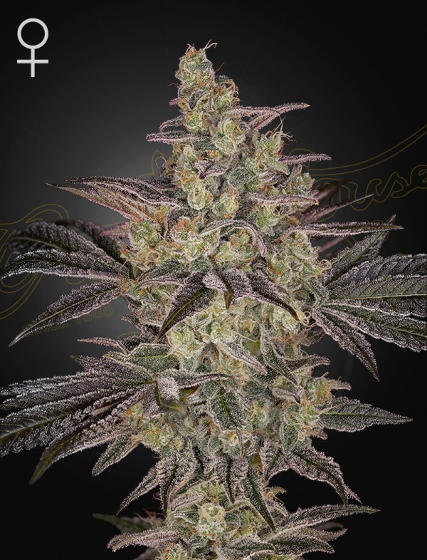 BearBush-Bear-Bush-Botanical-Collective-Green-House-Seed-Company-Frosted-Guava-Auto-2