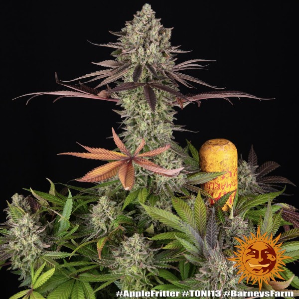 BearBush-Bear-Bush-Botanical-Collective-Barney's-Farm-Apple-Fritter-Fem-10