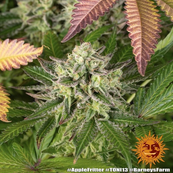 BearBush-Bear-Bush-Botanical-Collective-Barney's-Farm-Apple-Fritter-Fem-11