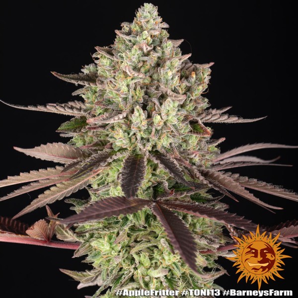 BearBush-Bear-Bush-Botanical-Collective-Barney's-Farm-Apple-Fritter-Fem-12