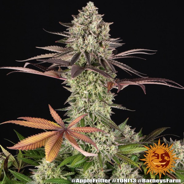 BearBush-Bear-Bush-Botanical-Collective-Barney's-Farm-Apple-Fritter-Fem-13