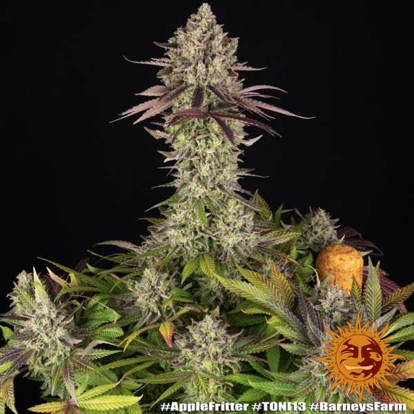 BearBush-Bear-Bush-Botanical-Collective-Barney's-Farm-Apple-Fritter-Fem-14