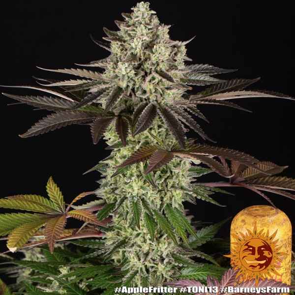 BearBush-Bear-Bush-Botanical-Collective-Barney's-Farm-Apple-Fritter-Fem-15