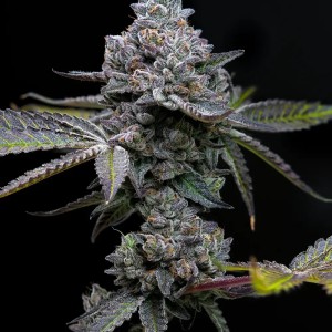 BearBush-Bear-Bush-Botanical-Collective-Barney's-Farm-Apple-Fritter-Fem-2
