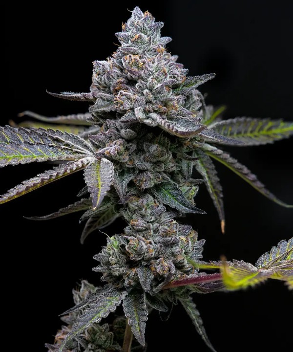 BearBush-Bear-Bush-Botanical-Collective-Barney's-Farm-Apple-Fritter-Fem-2
