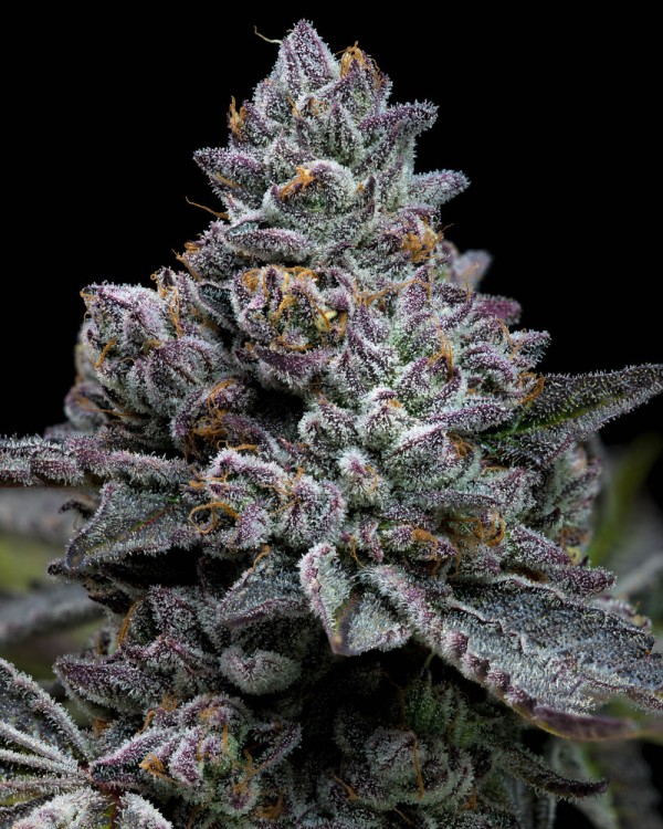 BearBush-Bear-Bush-Botanical-Collective-Barney's-Farm-Apple-Fritter-Fem-3