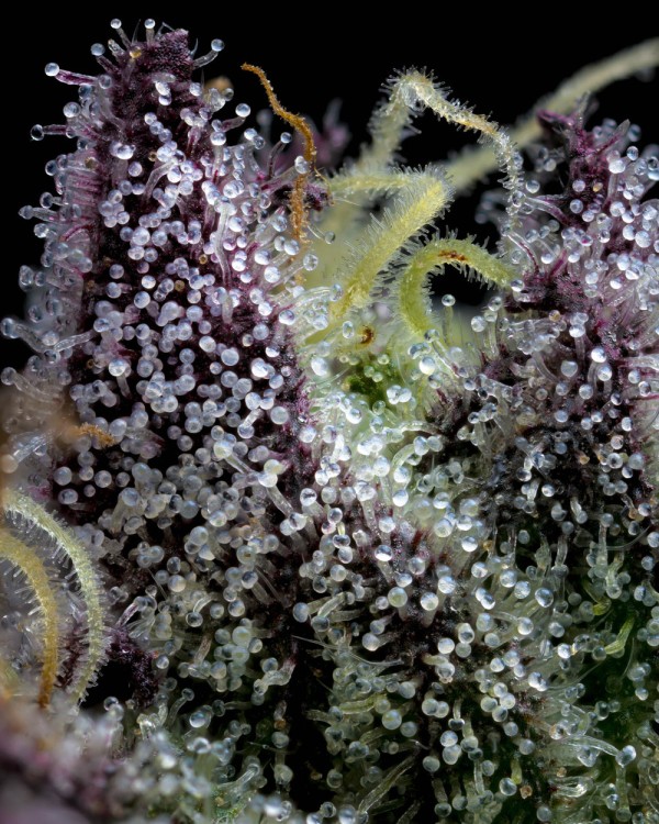 BearBush-Bear-Bush-Botanical-Collective-Barney's-Farm-Apple-Fritter-Fem-4