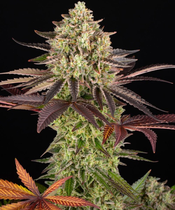 BearBush-Bear-Bush-Botanical-Collective-Barney's-Farm-Apple-Fritter-Fem-5