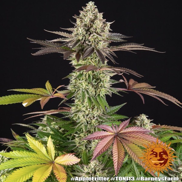 BearBush-Bear-Bush-Botanical-Collective-Barney's-Farm-Apple-Fritter-Fem-6