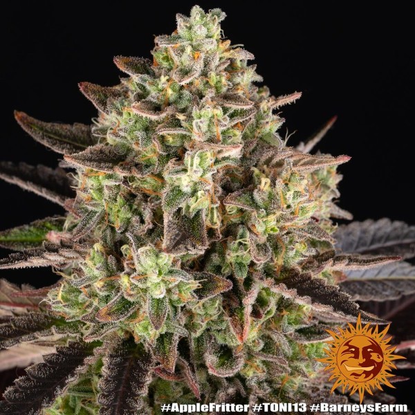 BearBush-Bear-Bush-Botanical-Collective-Barney's-Farm-Apple-Fritter-Fem-7