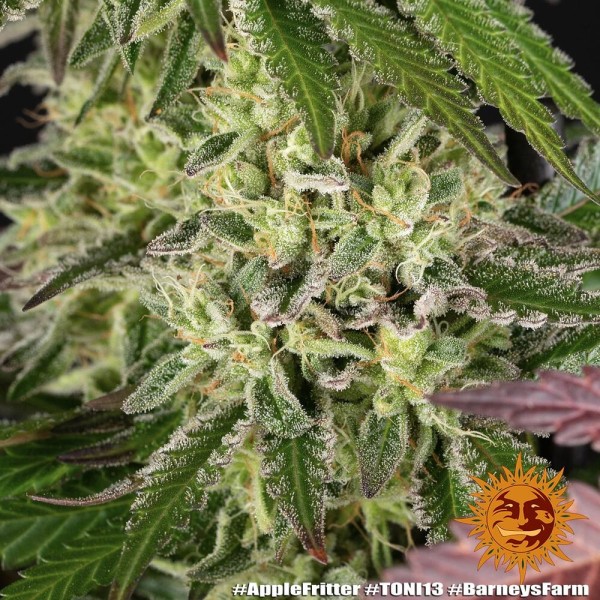 BearBush-Bear-Bush-Botanical-Collective-Barney's-Farm-Apple-Fritter-Fem-8