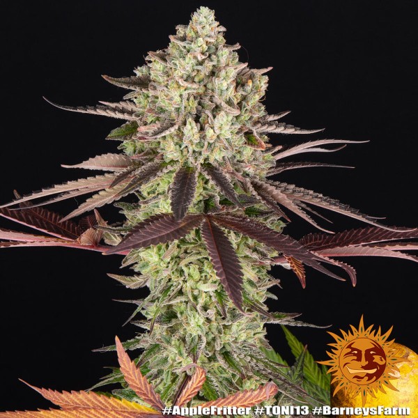 BearBush-Bear-Bush-Botanical-Collective-Barney's-Farm-Apple-Fritter-Fem-9