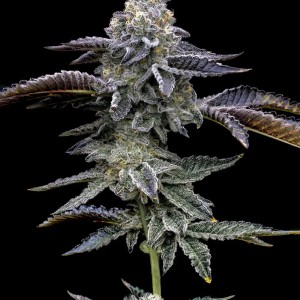 BearBush-Bear-Bush-Botanical-Collective-Barney's-Farm-Blue-Dream-Fem-2