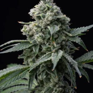 BearBush-Bear-Bush-Botanical-Collective-Barney's-Farm-Bruce-Banner-Fem-2