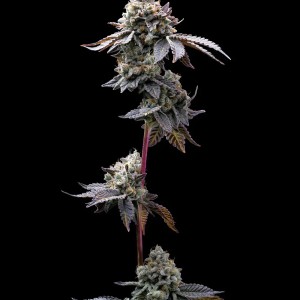 BearBush-Bear-Bush-Botanical-Collective-Barney's-Farm-GMO-Cookies-Fem-2