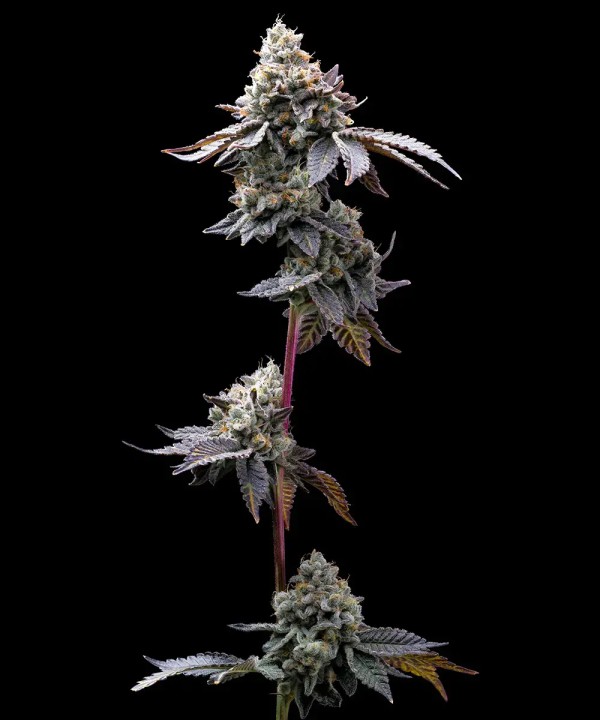 BearBush-Bear-Bush-Botanical-Collective-Barney's-Farm-GMO-Cookies-Fem-2