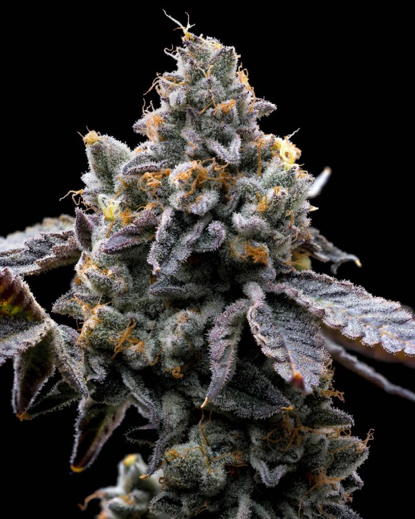 BearBush-Bear-Bush-Botanical-Collective-Barney's-Farm-GMO-Cookies-Fem-3