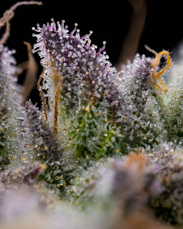 BearBush-Bear-Bush-Botanical-Collective-Barney's-Farm-GMO-Cookies-Fem-4