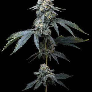 BearBush-Bear-Bush-Botanical-Collective-Barney's-Farm-Jealousy-Fem-2