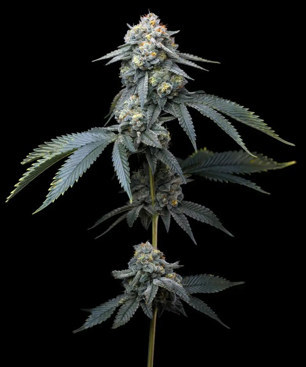 BearBush-Bear-Bush-Botanical-Collective-Barney's-Farm-Jealousy-Fem-2