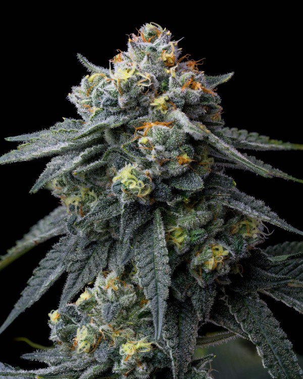 BearBush-Bear-Bush-Botanical-Collective-Barney's-Farm-Jealousy-Fem-3