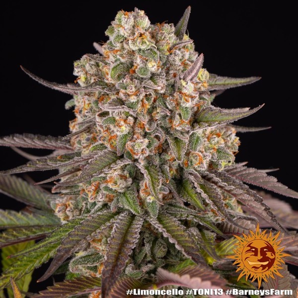 BearBush-Bear-Bush-Botanical-Collective-Barney's-Farm-Limoncello-Fem-10