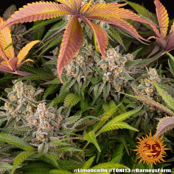BearBush-Bear-Bush-Botanical-Collective-Barney's-Farm-Limoncello-Fem-12