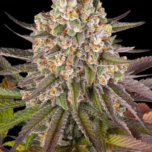 BearBush-Bear-Bush-Botanical-Collective-Barney's-Farm-Limoncello-Fem-2