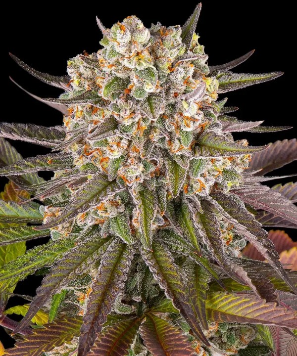 BearBush-Bear-Bush-Botanical-Collective-Barney's-Farm-Limoncello-Fem-2