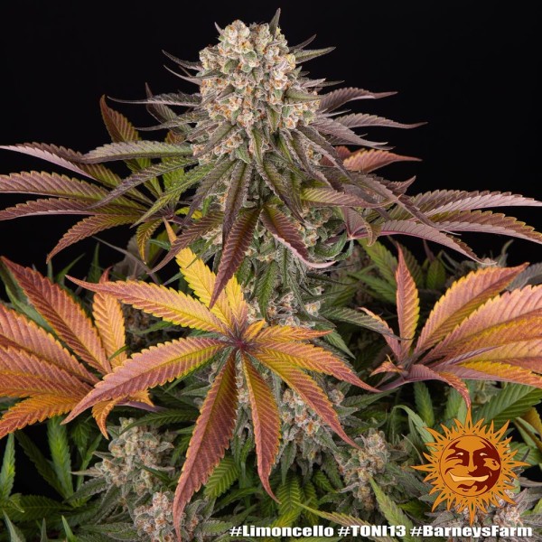 BearBush-Bear-Bush-Botanical-Collective-Barney's-Farm-Limoncello-Fem-7