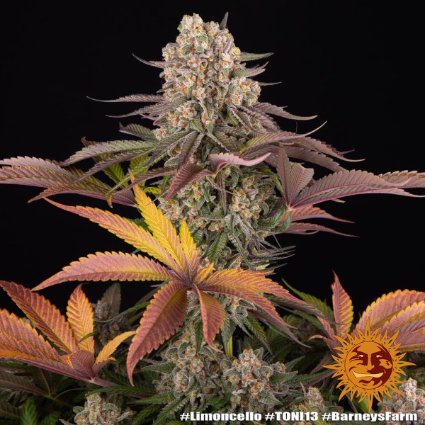 BearBush-Bear-Bush-Botanical-Collective-Barney's-Farm-Limoncello-Fem-9