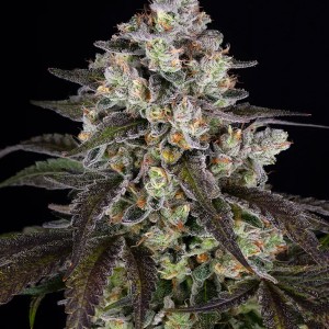 BearBush-Bear-Bush-Botanical-Collective-Barney's-Farm-Trainwreck-Fem-2