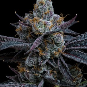 BearBush-Bear-Bush-Botanical-Collective-Barney's-Farm-White-Runtz-Fem-2