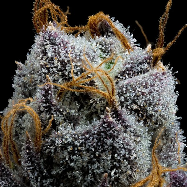 BearBush-Bear-Bush-Botanical-Collective-Barney's-Farm-White-Runtz-Fem-3