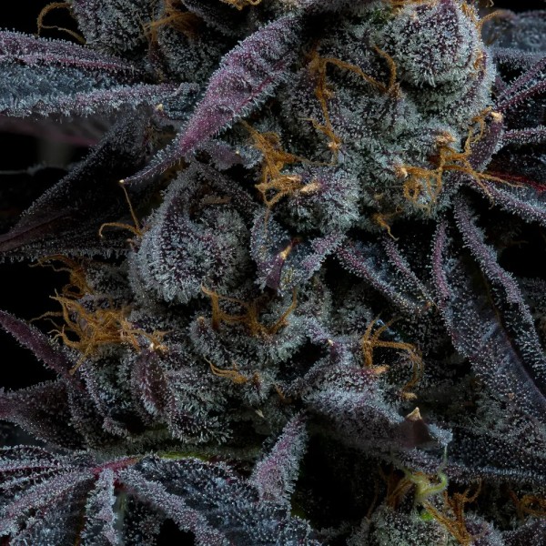 BearBush-Bear-Bush-Botanical-Collective-Barney's-Farm-White-Runtz-Fem-4