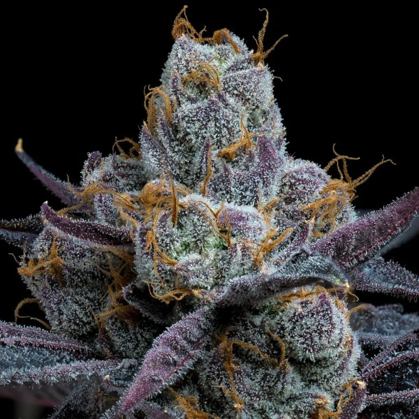 BearBush-Bear-Bush-Botanical-Collective-Barney's-Farm-White-Runtz-Fem-5