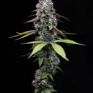 BearBush-Bear-Bush-Botanical-Collective-Barney's-Farm-Zoap-Fem-2