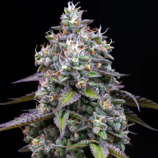 BearBush-Bear-Bush-Botanical-Collective-Barney's-Farm-Zoap-Fem-4