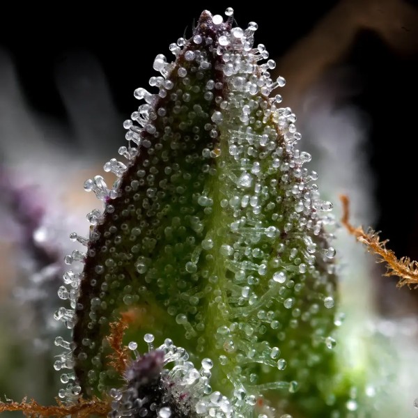 BearBush-Bear-Bush-Botanical-Collective-Barney's-Farm-Zoap-Fem-5