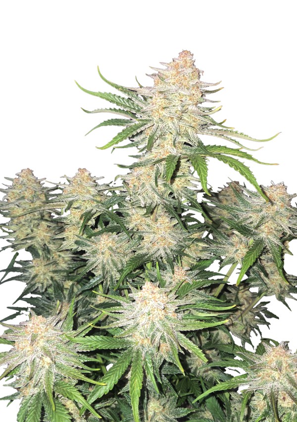 BearBush-Bear-Bush-Botanical-Collective-Fast-Buds-Frostbanger-Auto-2