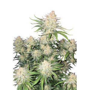 BearBush-Bear-Bush-Botanical-Collective-Fast-Buds-Frostbanger-Auto-2-v2