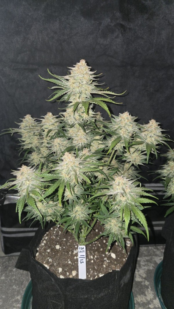 BearBush-Bear-Bush-Botanical-Collective-Fast-Buds-Frostbanger-Auto-3-v2
