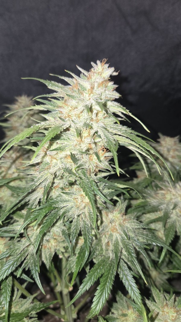 BearBush-Bear-Bush-Botanical-Collective-Fast-Buds-Frostbanger-Auto-4-v2