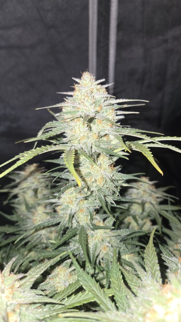 BearBush-Bear-Bush-Botanical-Collective-Fast-Buds-Frostbanger-Auto-5-v2