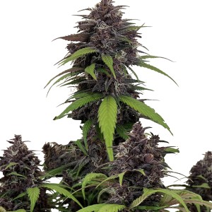 BearBush-Bear-Bush-Botanical-Collective-Fast-Buds-Purple-Haze-Auto-2